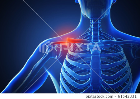 3d rendering of a human body with highlighted...-插圖素材 [61542331] - PIXTA圖庫