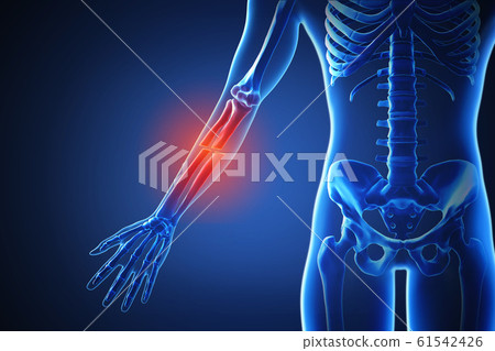 3d rendering of a human body with highlighted...-插圖素材 [61542426] - PIXTA圖庫