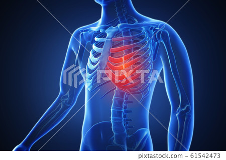 3d rendering of a human body with highlighted...-插圖素材 [61542473] - PIXTA圖庫