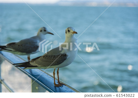 seagull 61543022