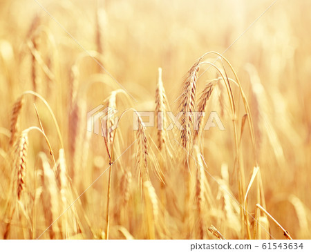 cereal field with spikelets of ripe rye or wheat cereal field with spikelets of ripe rye or wheat 61543634