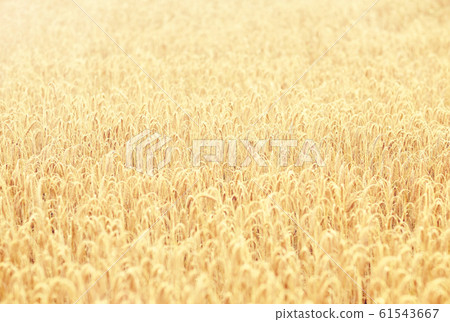 cereal field with spikelets of ripe rye or wheat cereal field with spikelets of ripe rye or wheat 61543667