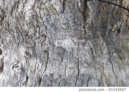 Texture of bark of an old sycamore Texture of bark of an old sycamore 61543687