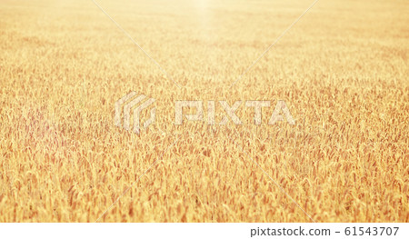 cereal field with spikelets of ripe rye or wheat 61543707
