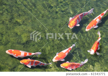 Seven fancy carps in pond, Koishikawa Korakuen Seven fancy carps in pond, Koishikawa Korakuen 61543771
