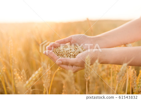 hands holding ripe wheat grain on cereal field hands holding ripe wheat grain on cereal field 61543832