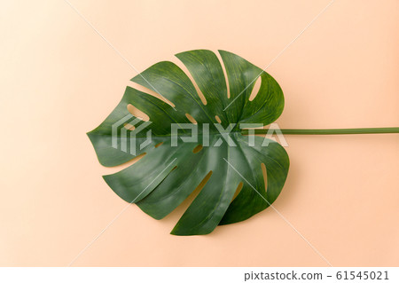 monstera deliciosa leaf or swiss cheese plant 61545021