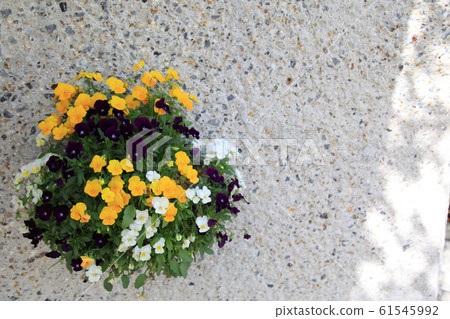 紫羅蘭盛開在壁掛式花壇上 61545992