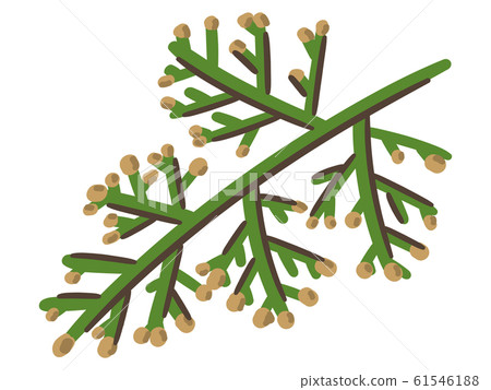 Hinoki Hinoki 61546188