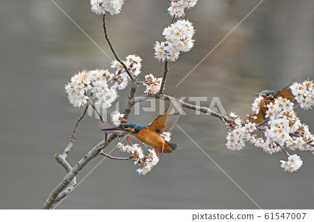Kingfisher couple. Kingfisher couple. 61547007