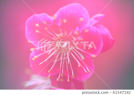 It bears the cold and blooms elegantly It bears the cold and blooms elegantly 61547192