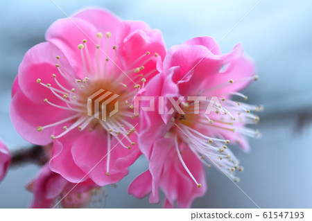 It bears the cold and blooms elegantly 61547193