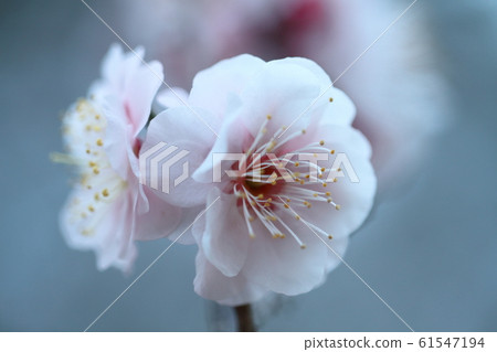 It bears the cold and blooms elegantly It bears the cold and blooms elegantly 61547194