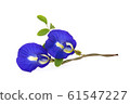butterfly pea, blue pea, or asian pigeonwings 61547227