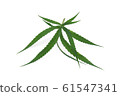marijuana or cannabis leaf isolated on white 61547341