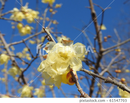 Waxy translucent flower "Saimei" Waxy translucent flower "Saimei" 61547703