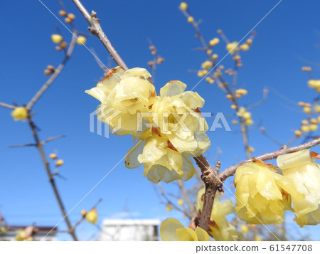 Waxy translucent flower "Saimei" 61547708