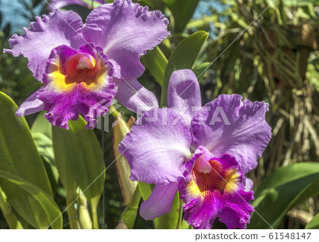 Orchid Garden in Madame Nong Nooch Tropical Park. 61548147