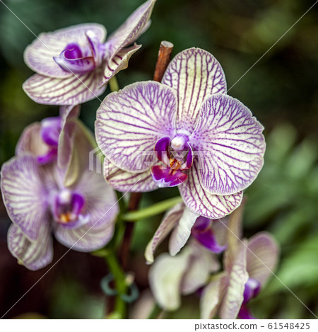 Orchid Garden in Madame Nong Nooch Tropical Park. 61548425