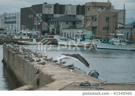 海鷗，海鷗，永島，永島，福島市岩崎市 61548560
