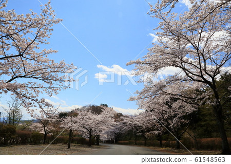 Sakurayama 61548563