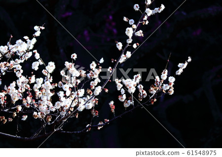 耐寒，綻放優雅 61548975