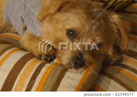 可愛抬頭 61549577