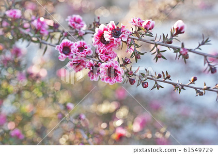 Pink ginkgo flower (Yaesaki) 61549729