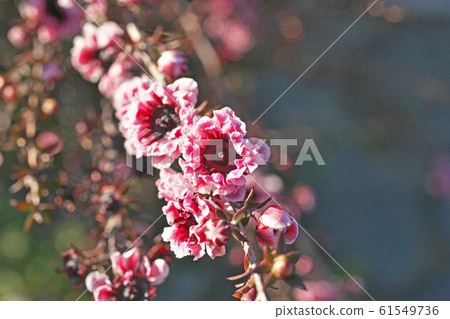 Pink ginkgo flower (Yaesaki) 61549736