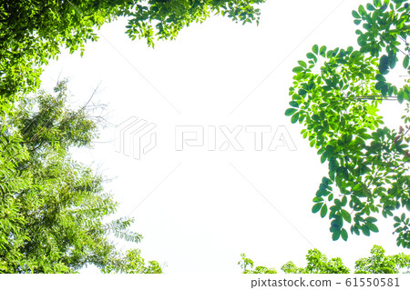 Green leaf nature frame isolated Green leaf nature frame isolated 61550581
