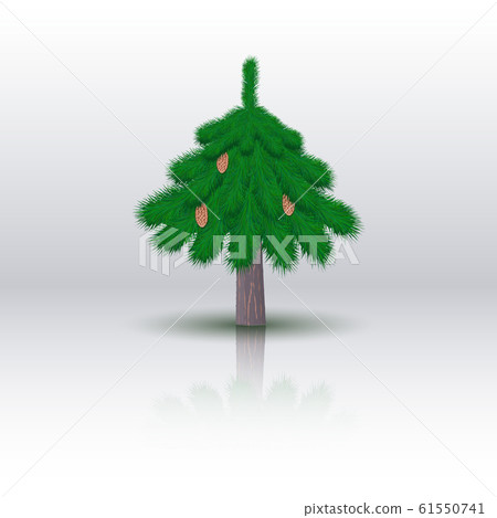 Spruce tree isolated on white background. 61550741