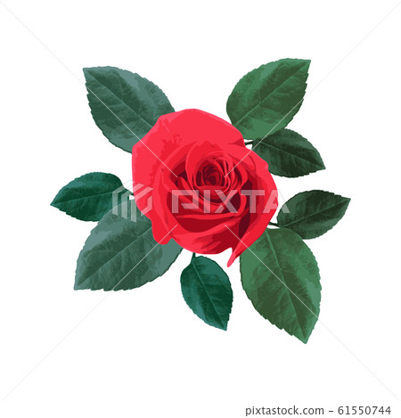 Rose flower isolated on white background. - Stock Illustration ...