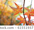 Autumn leaves, autumn, maple, maple, Japan, emotion 61551937