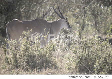草地和大羚羊 61552032