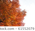 Autumn, autumn leaves, maple, Japan, sky 61552079