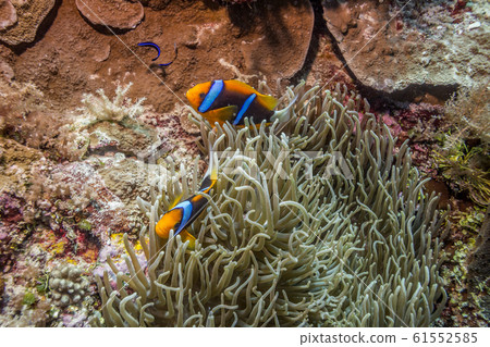 Clown fish in the thickets of Anemones. Clown fish in the thickets of Anemones. 61552585