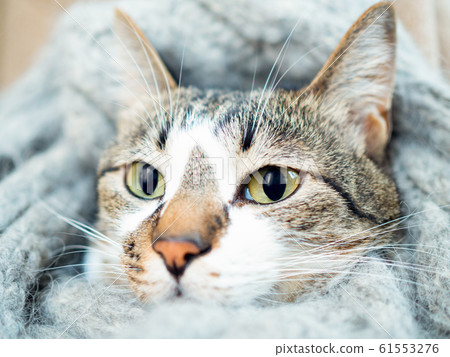 A cat that can stroke its head 61553276