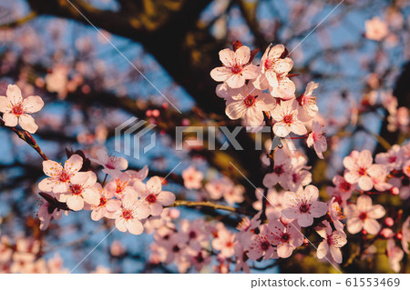 Beautiful branch with pink spring blossoms, close up 61553469