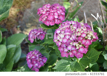 Flower purple Flower purple 61553781