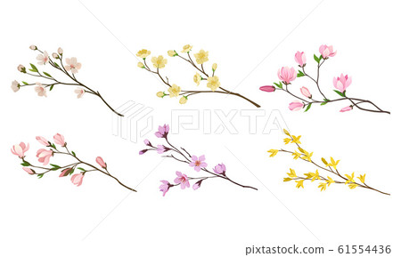 Blooming Tree Branches and Twigs with Tender Flower Buds Vector Set 61554436