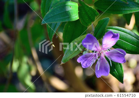 "Little Angel" Novost flower up 61554710