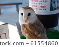 Men Owl 61554860