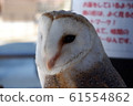 Men Owl 61554862