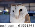 Men Owl 61554863