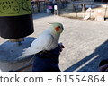 cockatiel 61554864