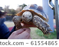 Tortoise 61554865