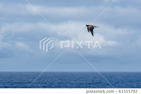 Ogasawara / Pacific Ocean and Boobies 61555702