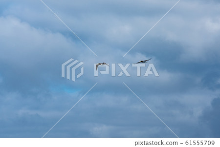 Ogasawara / Pacific Ocean and Boobies 61555709