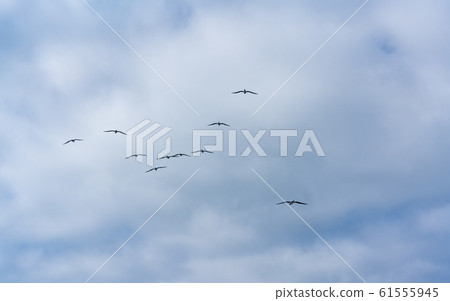 Ogasawara / Pacific Ocean and Boobies 61555945