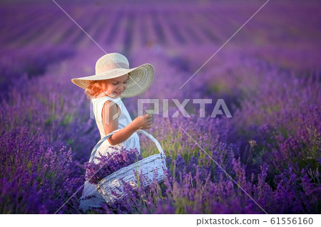 Curly girl standing on a lavender field in white dress and hat with cute face and nice hair with lavender bouquet and smiling. Curly girl standing on a lavender field in white dress and hat with cute face and nice hair with lavender bouquet and smiling. 61556160